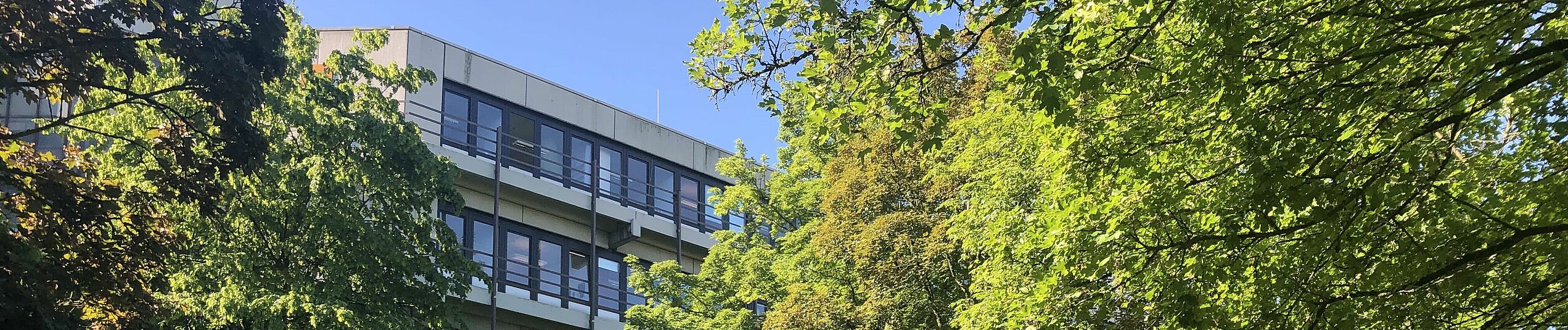Bäume im Sommer auf dem Campus der Universität Paderborn.